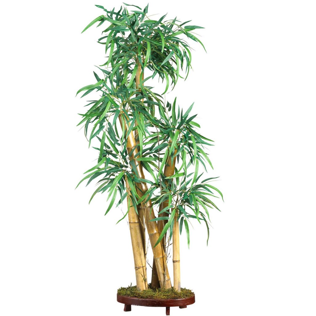 Asian Bamboo Plants 3