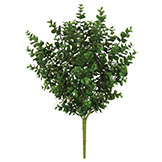 21 inch Green Outdoor Eucalyptus Bush: Unpotted