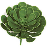 8 inch Outdoor Green Aeonium Succulent: Unpotted
