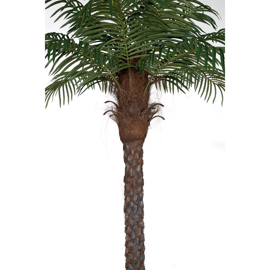 6 foot Date Palm Tree Potted P150560 Autograph Foliages