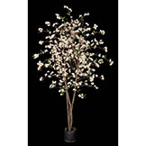 5.5 foot Cherry Blossom Tree with Natural Trunks: Potted