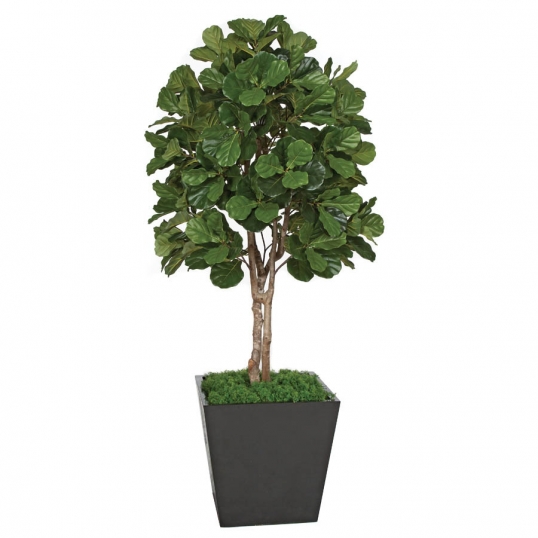 7 foot Artificial Fiddle Leaf Fig Tree: Potted | W-150080 - Slim Logo; 7 foot Artificial Fiddle Leaf Fig Tree: Potted