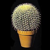 8 inch Plastic Barrel Cactus: Unpotted