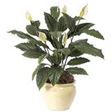 34 inch Spathiphyllum Bush: Potted