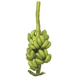 32 inch Banana Cluster