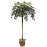 Phoenix Palms