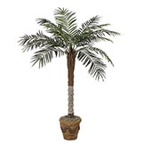 5 foot Phoenix Palm: Synthetic Trunk