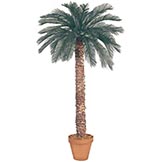 7 foot Artificial Outdoor Cycas Palm with 36 Fronds and Natural Trunk