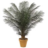 6 foot Outdoor Artificial Phoenix Palm Cluster with 18 Fronds