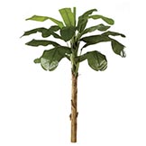 Banana Palms