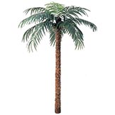 Coconut Palms