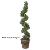 6 foot Outdoor Artificial Ming Aralia Spiral Topiary