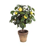 Lemon Trees