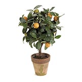 18 inch Orange Topiary in Terra Cotta Pot