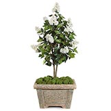 4 foot Cream Lilac Tree: Potted