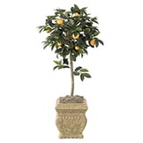 Orange Trees