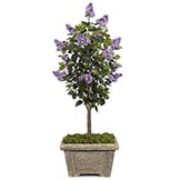 5 foot Purple Lilac Tree: Potted