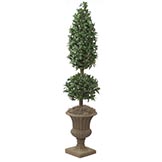 6 foot Laurel Cone and Ball Topiary: Potted