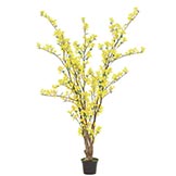 5 foot Forsythia Tree:  Potted