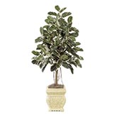 6 foot Green-White Rubber Tree: Potted