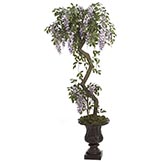 5 foot Wisteria Tree: Potted