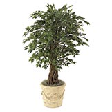 4.5 foot Mini Ficus: Potted