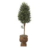 6 foot Olive Tree: Potted