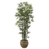 7 foot Bamboo Tree: Potted