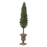 7 foot Laurel Cone Topiary: Potted