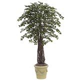7 foot Mini Ficus: Potted