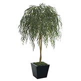 Willow Trees