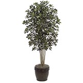 7 foot Black Olive Tree: Potted