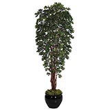 10 foot Lychee Tree: Potted