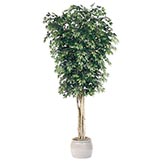 10 foot Artificial Ficus Tree: Potted