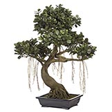 3 foot Ficus Bonsai in Decorative Planter
