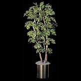 6 foot Mini Japanese Maple: Potted