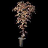 7 foot Mini Japanese Maple: Potted