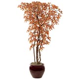 8 foot Mini Japanese Maple: Potted