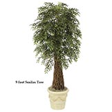 6.5 foot Smilax Tree: Potted