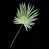 34 inch Light Green Fan Palm Leaf (Set of 12)
