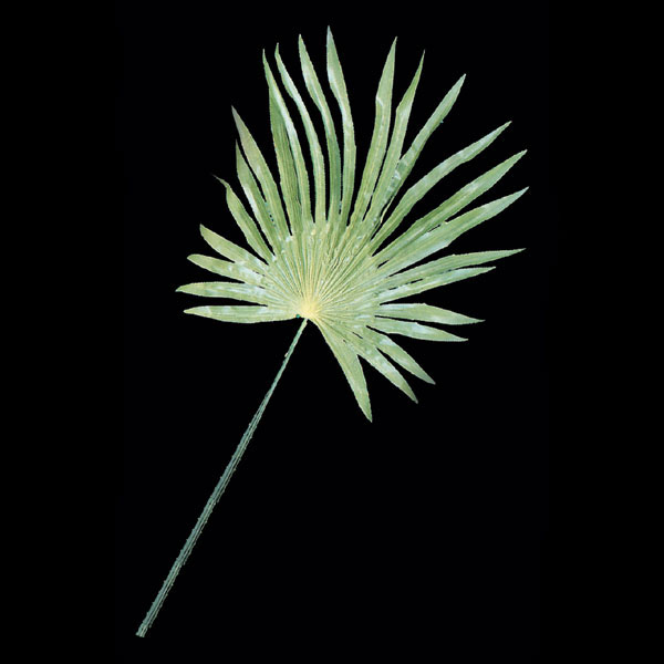 Yankees fan shop coupon code, fan leaves light green urine