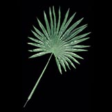 35 inch Dark Green Fan Palm Leaf (Set of 12)