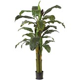 6.5 foot Banana Palm