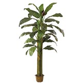 8.5 foot Banana Palm
