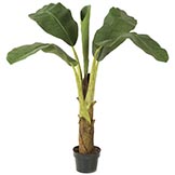 3 foot Banana Palm