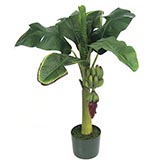 30 inch Banana Palm