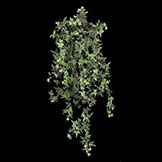 30 inch Pittsburg Ivy Bush: Unpotted