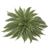 45 inch Boston Fern: Unpotted