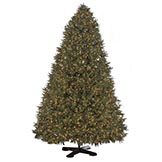 12 foot Full Colorado Spruce Tree: Clear Lights
