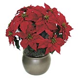 25 inch Poinsettia Bush with Red Flowers: Set of (4)